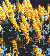 Baptisia sphaeracarpa at Pine Ridge Gardens