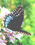 Orange-Spotted Purple