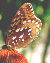 Frittalary