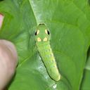 Spicebush - Swallowtail Caterpillar