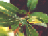Spicebush Swallowtail Caterpillar