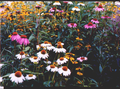 A Garden at the Nursery