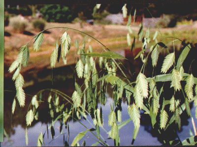 Chasmanthium latifolium - Inland Sea Oats