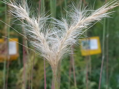 Silver Bluestem