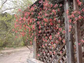 Honeysuckle